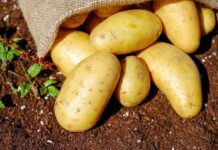 In-Salah – Poursuite de la distribution des semences de pomme de terre