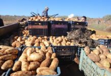 Mascara – La filière pomme de terre en progression