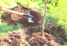 Tlemcen – 10.000 arbustes plantés pour la Journée nationale de l’arbre