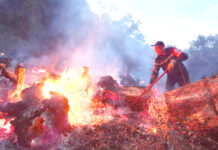 Incendies de forêts – Un odieux complot visant à porter atteinte à l’Algérie déjoué