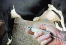 Relizane – 20.808 têtes bovines vaccinées contre la fièvre aphteuse