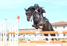 Concours national de saut d’obstacles – Plus de 150 cavaliers attendus à Oran